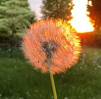 Symbolbild: Pusteblume